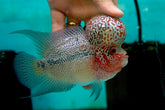 #4 Super Red Dragon Flowerhorn (Super Big Hump Head) size 4"